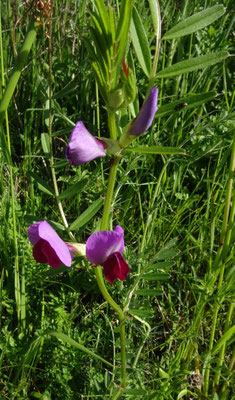 Vicia sativa - Voederwikke