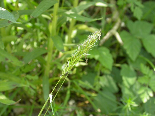 Anthoxanthum odoratum - Gewoon reukgras
