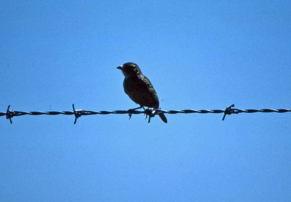 Singing Bush Lark