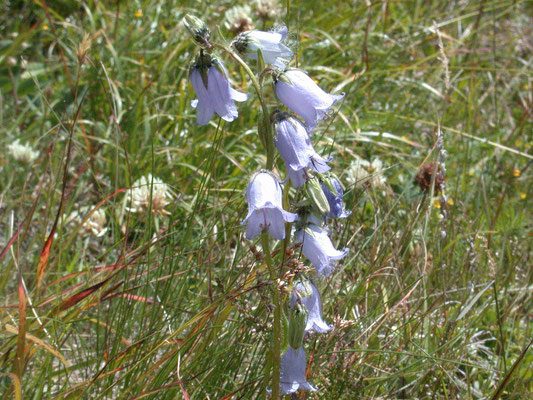 Campanula barbata - Harig klokje