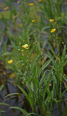 Grote boterbloem