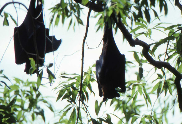 Black Flying Fox