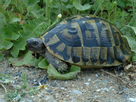 Testudo graeca ibera