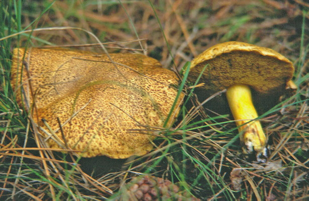 Suillus variegatus - Fijnschubbige boleet