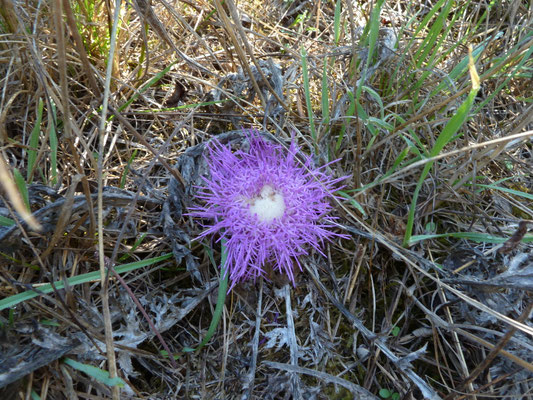 Cirsium acaule - Aarddistel