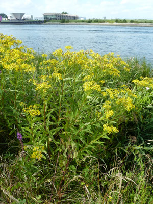 Senecio fluviatilis - Rivierkruiskruid