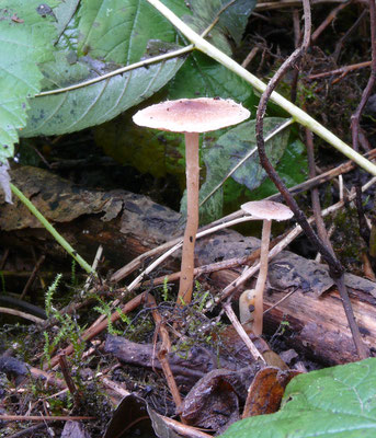 Tubaria conspersa - Zemelig Donsvoetje