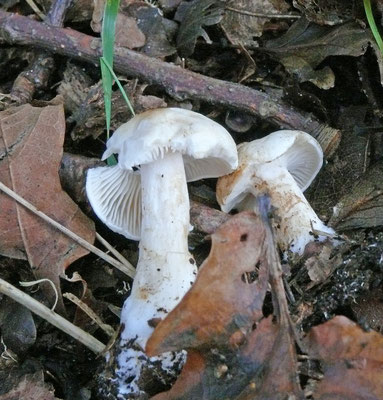 Tricholoma album - Witte ridderzwam