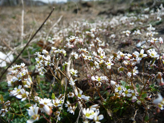 Erophila verna - Vroegeling