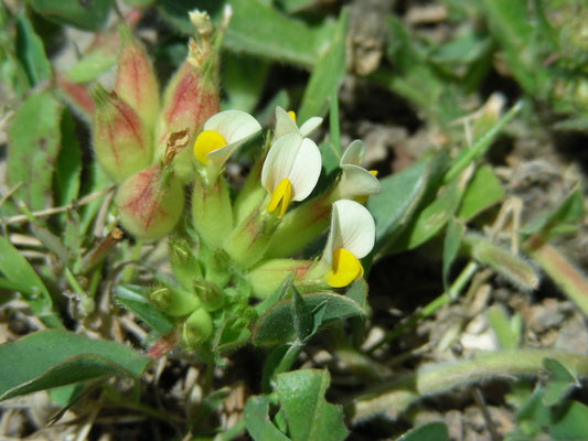 Anthyllis tetraphylla - Blaaswondklaver