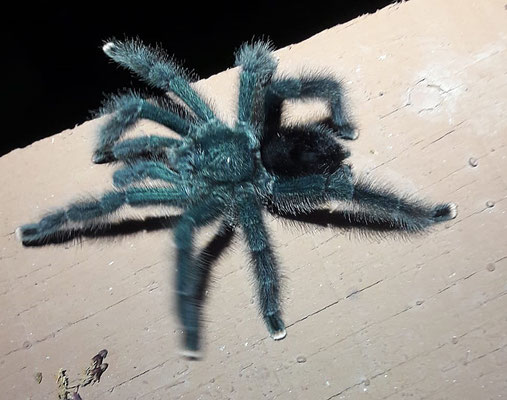 Avicularia metallica - Surinaamse Roodvoet