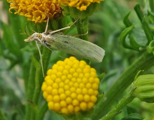 Crambus perlella - Bleke grasmot