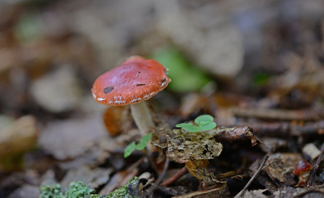Oranjerode Stropharia