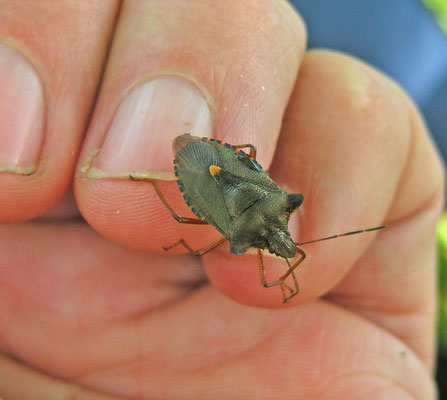 Pentatoma rufipes - Roodpootschildwants