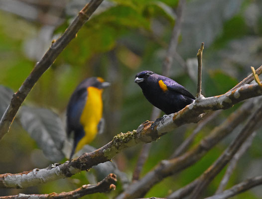 Golden-sided Euphonia met Violaceous Euphonia
