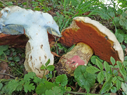 Rubroboletus satanas - Satansboleet