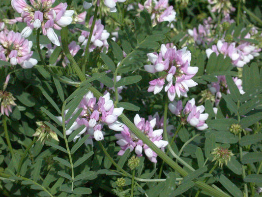 Coronilla varia - Bont kroonkruid