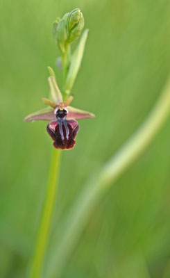Ophrys mammosa - Ophrys mammosa