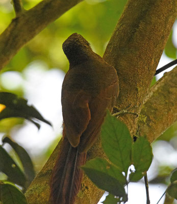 Amazonian Barred-Woodcreeper