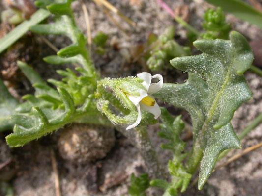 Solanum triflorum - Driebloemige nachtschade