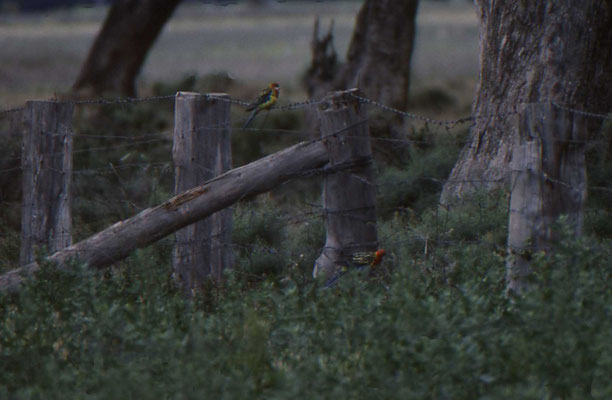 Eastern Rosella