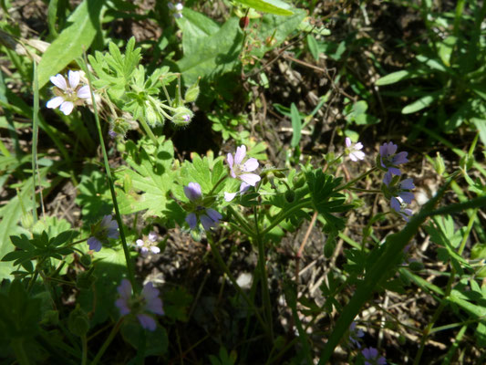 Geranium pusillum - Kleine ooievaarsbek