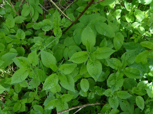 Stellaria nemorum - Bosmuur