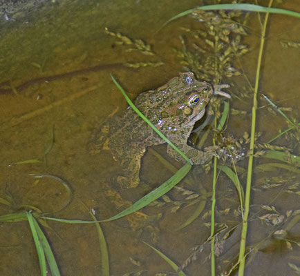 Groene pad (Bufotes viridis)