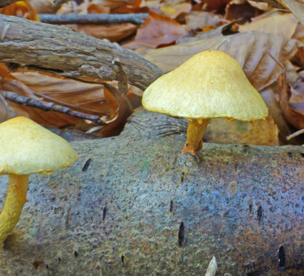 Pholiota tuberculosa - Oranjegele bundelzwam