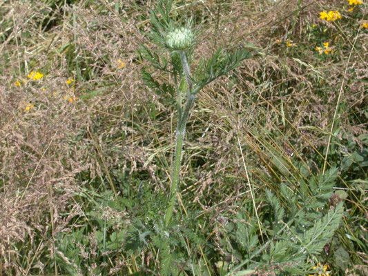 Daucus carota - Wilde peen