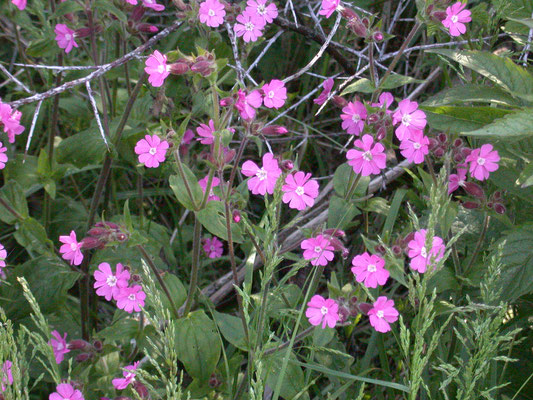 Silene dioica - Dagkoekoeksbloem