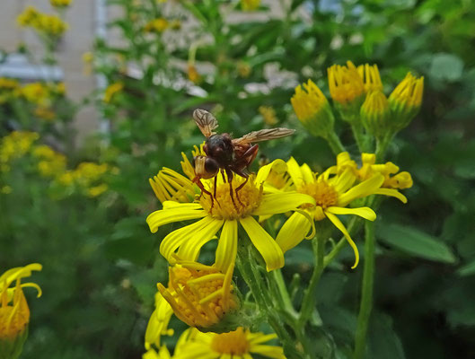 Sicus ferrugineus - Roestbruine kromlijf 