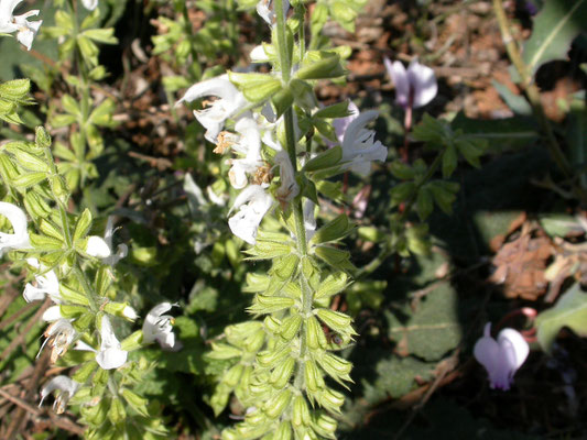 Salvia verticillata - Kranssalie