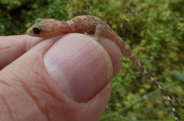 Hemidactylus turcicus