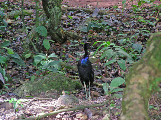 Gray-winged Trumpeter