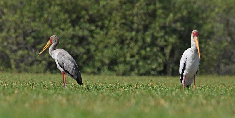 Mycteria ibis - Yellow-billed Stork