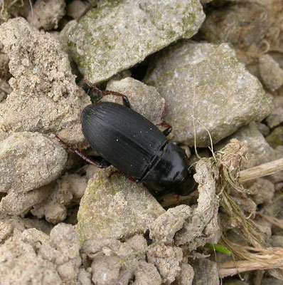 Amara ovata