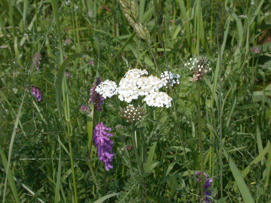 Achillea millefolium - Duizendblad