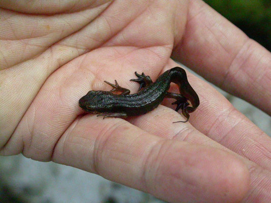 vinpootsalamander