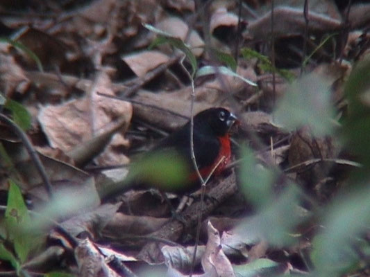 Western Blue-bill