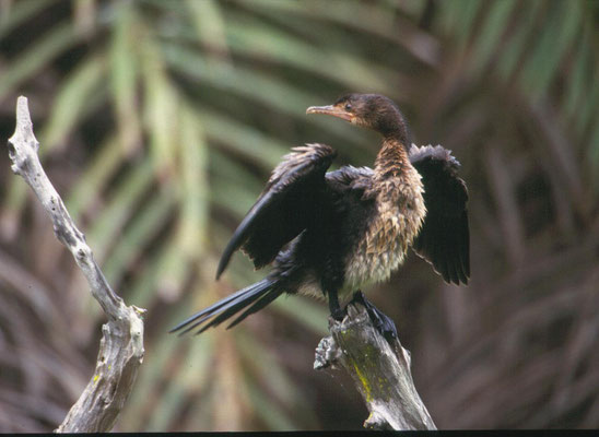 Phalacrocorax africanus - Long-tailed Cormorant
