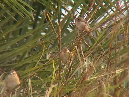 Northern Red Bishop