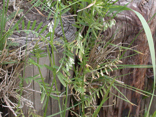 Vicia hirsuta - Ringelwikke