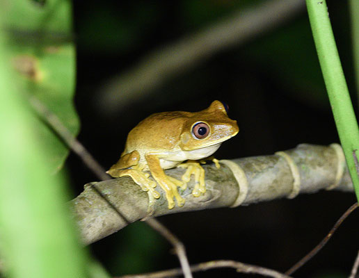 Boana semilineata