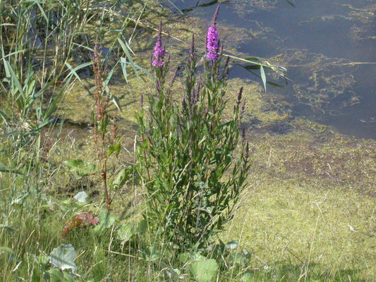 Lythrum salicaria - Grote kattenstaart