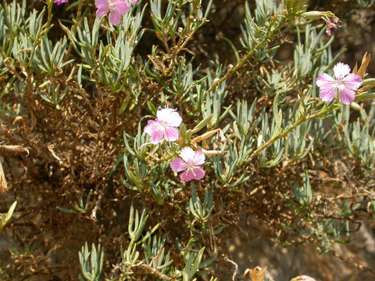 Dianthus gratianopolitanus - Rotsanjer