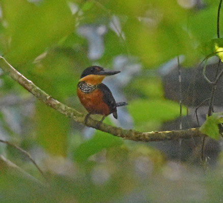 Green-and-rufous Kingfisher