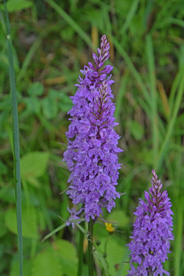 Brede orchis (Dactylorhiza majalis)