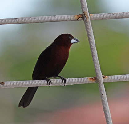 Silver-beaked Tanager, male