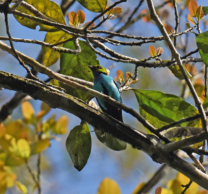 Paradise Tanager